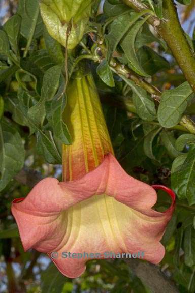 brugmansia sanguinea 1 graphic